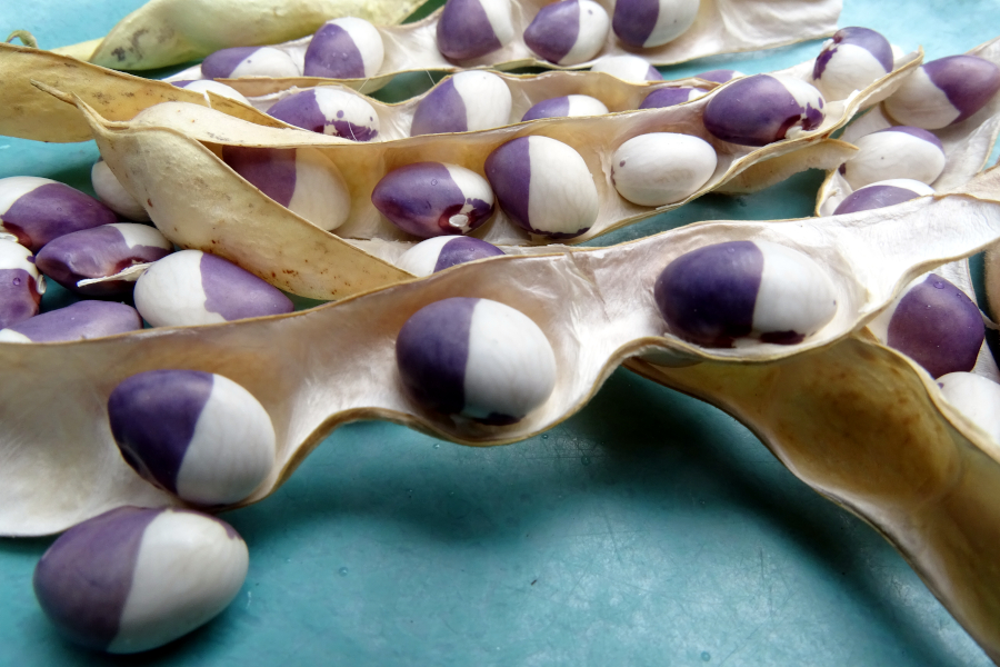 Ukranian Pole Bean